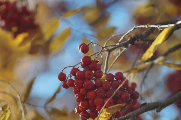 Vollfarbiges Horizontales Foto Herbstliche Textur Reife Trauben Von Vogelbeeren Und — Stockfoto