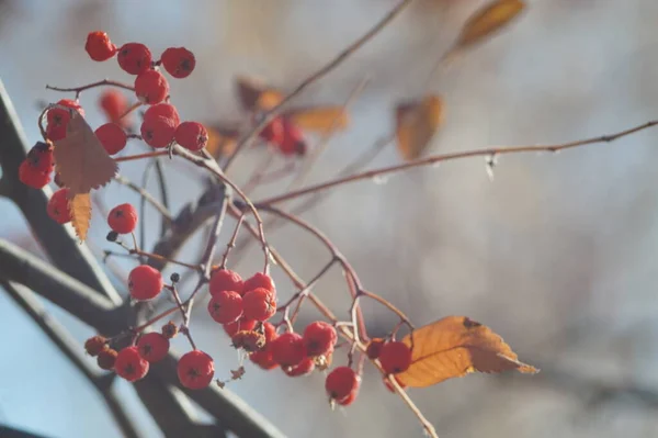 Vollfarbiges Horizontales Foto Herbstliches Stillleben Freien Wald Ein Bund Reifer — Stockfoto