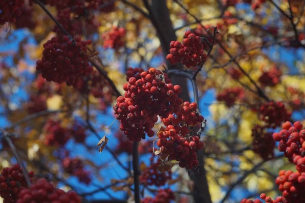 Vollfarbiges Horizontales Foto Herbstliche Textur Reife Trauben Von Vogelbeeren Und — Stockfoto