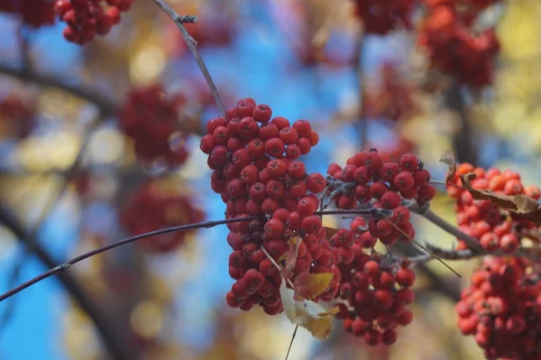 Vollfarbiges Horizontales Foto Herbstliche Textur Reife Trauben Von Vogelbeeren Und — Stockfoto