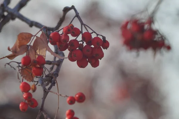 Photo Horizontale Couleur Automne Nature Morte Extérieur Dans Forêt Bouquet — Photo