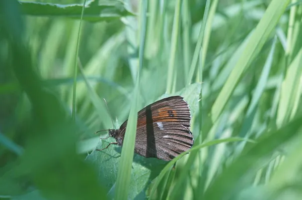 Full-color photo. A red-brown butterfly among meadow grasses. The name of the butterfly is Mara\'s little eyes, in Latin - Lasiommata maera.