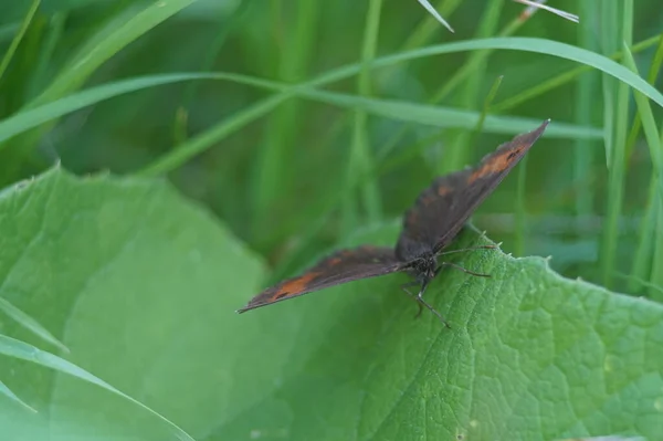全彩照片 草甸中的一种红褐色蝴蝶 蝴蝶的名字叫做玛拉的小眼睛 拉丁文叫Lasiommata Maera — 图库照片
