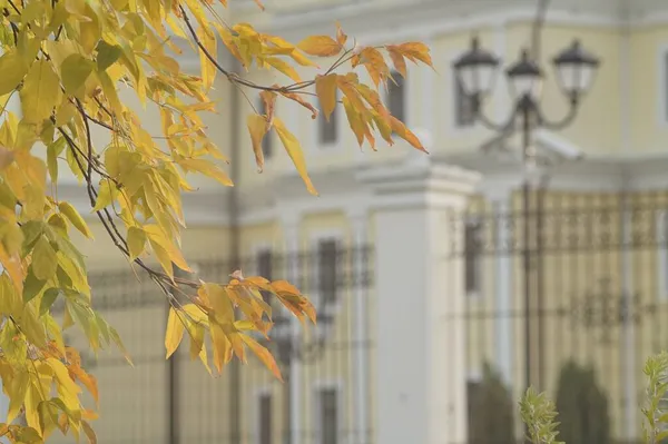 Повнокольорове Горизонтальне Фото Букет Осіннього Листя Гілка Дерева Тлі Міських — стокове фото