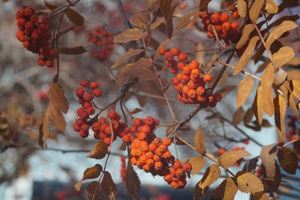 Farbfoto Herbstliche Textur Blätter Äste Und Früchte Von Bäumen Herbst — Stockfoto