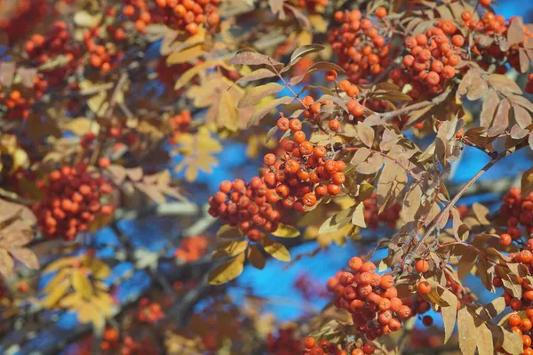 Farbfoto Herbstliche Textur Blätter Äste Und Früchte Von Bäumen Herbst — Stockfoto