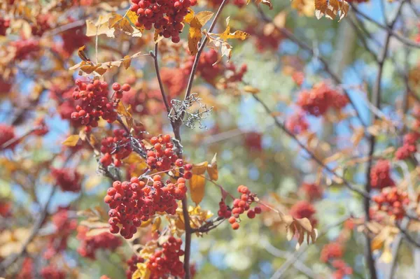 Pełnokolorowe Zdjęcie Jesienna Faktura Jesienią Liście Gałęzie Owoce Drzew Jasne — Zdjęcie stockowe