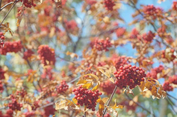 Farbfoto Herbstliche Textur Blätter Äste Und Früchte Von Bäumen Herbst — Stockfoto