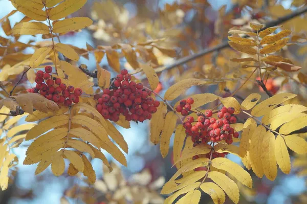 Farbfoto Herbstliche Textur Blätter Äste Und Früchte Von Bäumen Herbst — Stockfoto