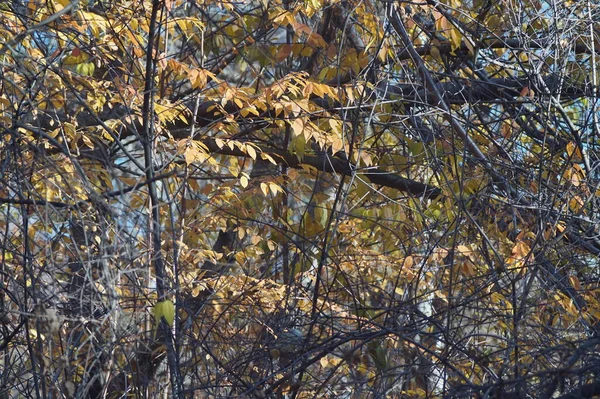 Full Color Horizontal Photo Forest Texture Autumn Plexus Branches Deciduous — Stock Photo, Image