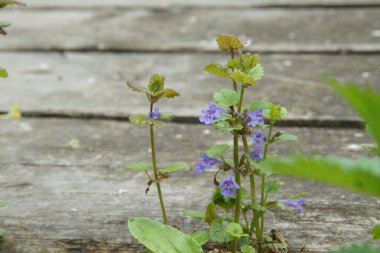 Tam renkli yatay fotoğraf. Nadir bir bitki türüdür. Arkaplanda akciğer otu..
