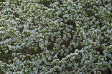 Tam renkli yatay fotoğraf. Doku çiçeklerden ve ağaçların yapraklarından oluşur. Armut dibine düşermiş elma ağaçları..
