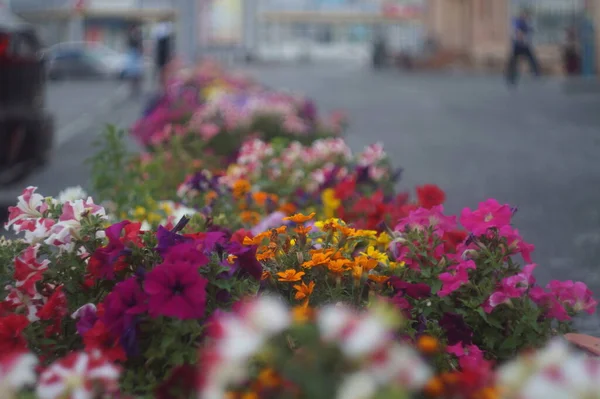 Plně Barevná Horizontální Fotka Květinové Záhony Červenými Petúniemi Pozadí Městského — Stock fotografie