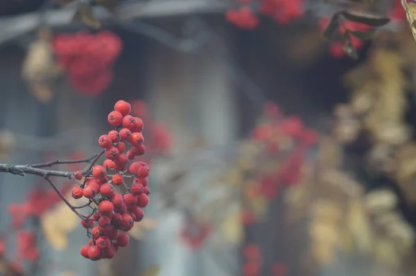 Photo Horizontale Couleur Ornement Floral Branches Feuilles Fruits Arbustes Jardin — Photo