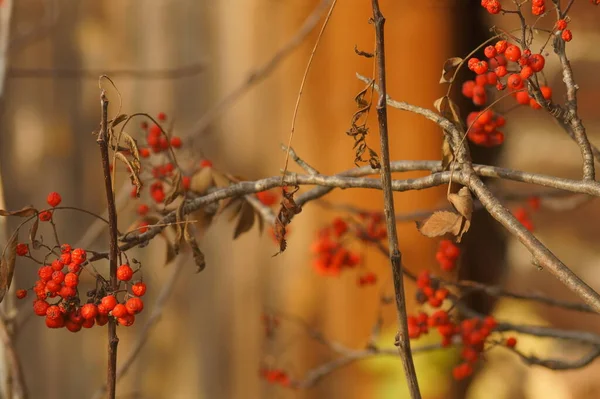 Photo Horizontale Couleur Nature Morte Plein Air Avec Des Grappes — Photo