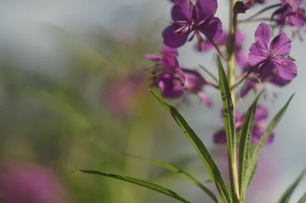 フルカラー水平写真 バラの花を咲かせます 背の高い草本植物のピンクの花をぼやけた背景に — ストック写真