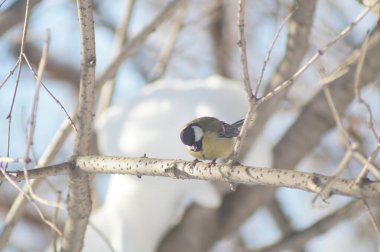 Full-color horizontal photo. A little hungry bird tit in a winter snow-covered forest.