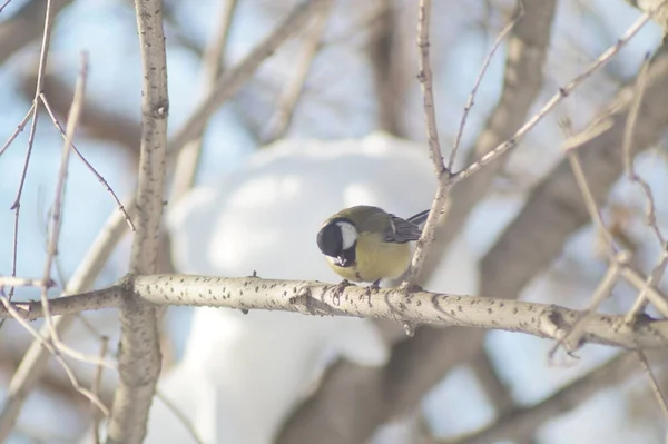 Full Color Horizontal Photo Little Hungry Bird Tit Winter Snow — Zdjęcie stockowe