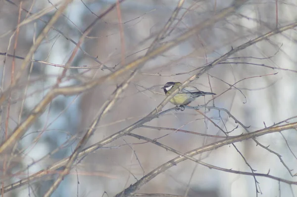 Full Color Horizontal Photo Little Hungry Bird Tit Winter Snow — Zdjęcie stockowe