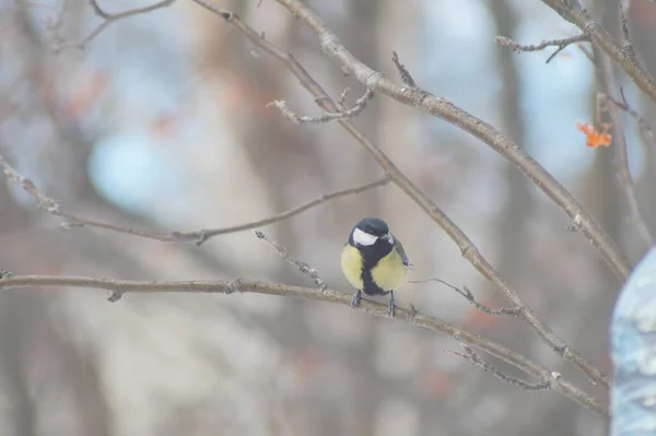 Full-color horizontal photo. A little hungry bird tit in a winter snow-covered forest.
