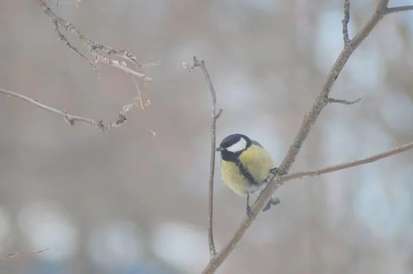 Full Color Horizontal Photo Little Hungry Bird Tit Winter Snow — Stok fotoğraf