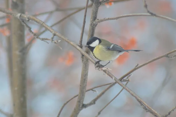 Full Color Horizontal Photo Little Hungry Bird Tit Winter Snow — Photo