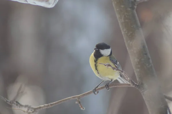 Full Color Horizontal Photo Little Hungry Bird Tit Winter Snow — Stok fotoğraf