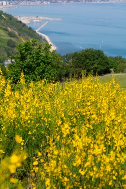 San Bartolo bölge parkı Marche bölgesi - süpürge ağaçları ve şeffaf yeşil deniz suyu.