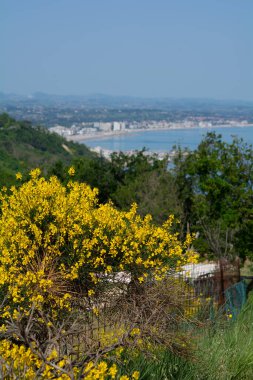 San Bartolo bölge parkı Marche bölgesi - süpürge ağaçları ve şeffaf yeşil deniz suyu.