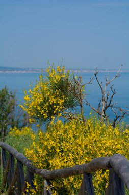 San Bartolo bölge parkı Marche bölgesi - süpürge ağaçları ve şeffaf yeşil deniz suyu.