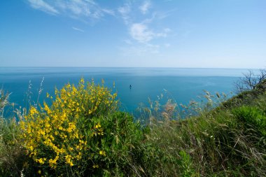 San Bartolo bölge parkı Marche bölgesi - süpürge ağaçları ve şeffaf yeşil deniz suyu.