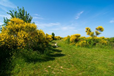 San Bartolo bölge parkı Marche bölgesi - süpürge ağaçları ve şeffaf yeşil deniz suyu.