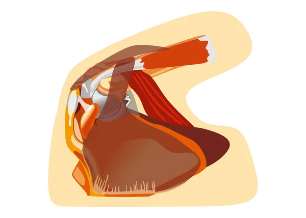 Vector hombro articulación músculos y tendones anatomía cápsula — Archivo Imágenes Vectoriales