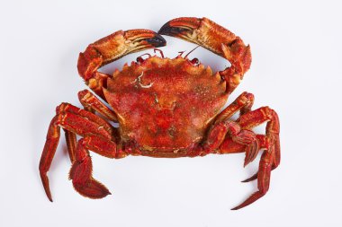 velvet crab clipart