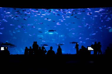 Akvaryumu ziyaret eden insanların silueti..
