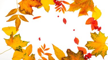 Sonbahar çerçevesi, sarı akçaağaç yaprakları beyaz arkaplanda izole.,