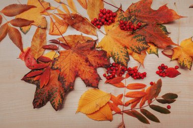 Farklı solmuş yapraklar, sarı ve kırmızı. Kurumuş yapraklar