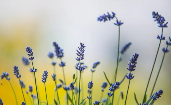 Primo piano lavanda — Foto Stock