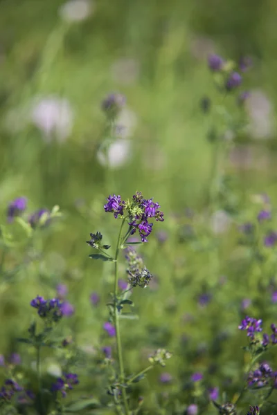 Fiori di campo — Foto Stock