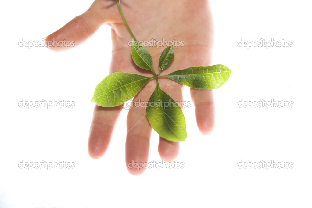Green leaf in the hand