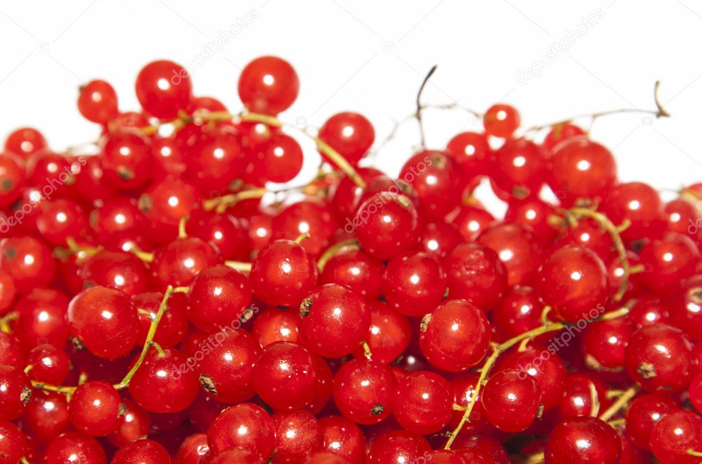 Red currant 02