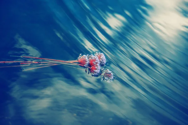 Flores em rio azul — Fotografia de Stock