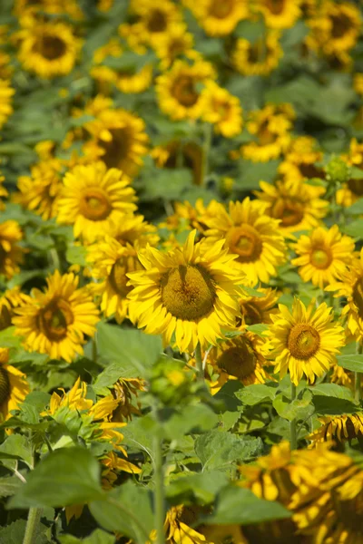 Sunflower field 01 — Stock Photo, Image