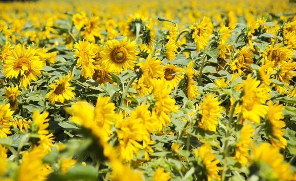 Sunflower field 02 — Stock Photo, Image