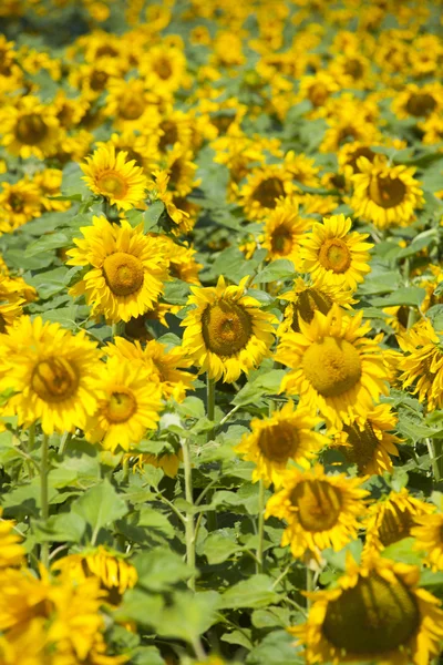 Sunflower field 03 — Stock Photo, Image