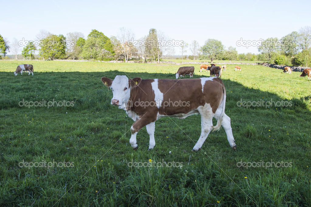Cow in the fiel
