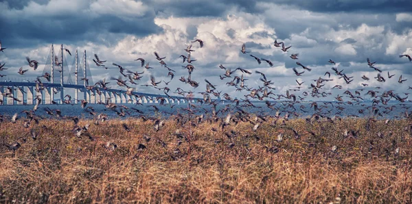 Птахи літають з мостом і морем — стокове фото