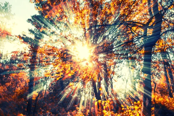 Sun rays in forest — Stock Photo, Image