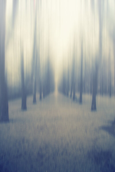 Abstract forest in misty morning