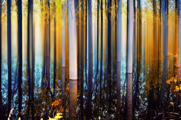 Verschwommener Wald — Stockfoto